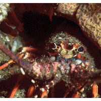 Fotos &Auml;gypten 2000