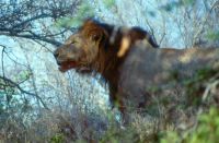 L�we nach der Jagd