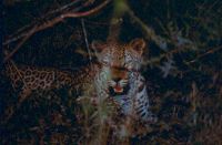 Leopard bei Nacht