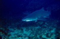 Haie - Nur wie hei�en die?