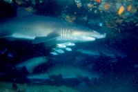 Haie - diesmal im Rudel